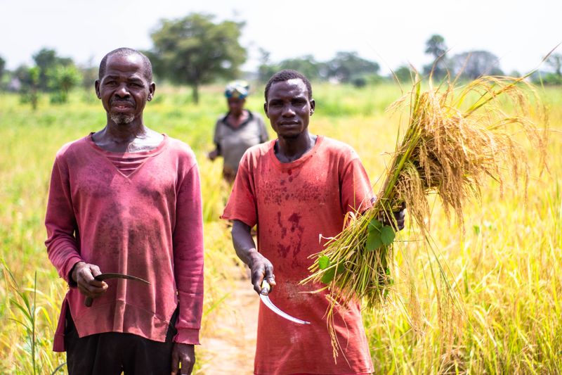 African farmers harvesting wheat in a rural field in Makurdi, Nigeria